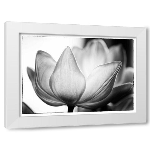 Translucent Tulips VI White Modern Wood Framed Art Print by Van Swearingen, Debra