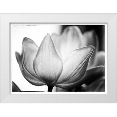 Translucent Tulips VI White Modern Wood Framed Art Print by Van Swearingen, Debra