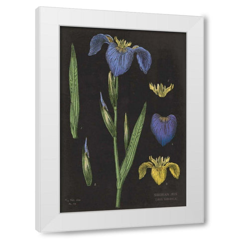 Iris Chart White Modern Wood Framed Art Print by Schlabach, Sue