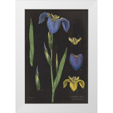 Iris Chart White Modern Wood Framed Art Print by Schlabach, Sue