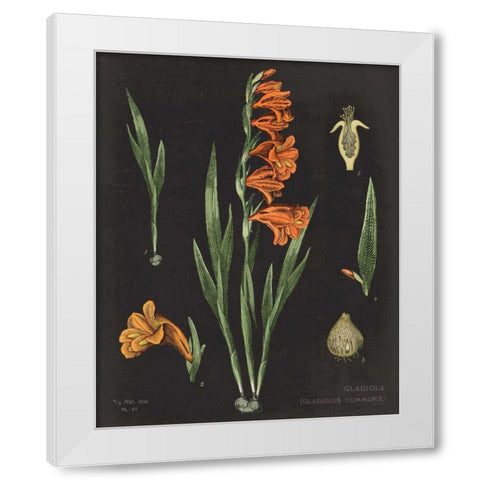 Gladiola Chart Crop White Modern Wood Framed Art Print by Schlabach, Sue