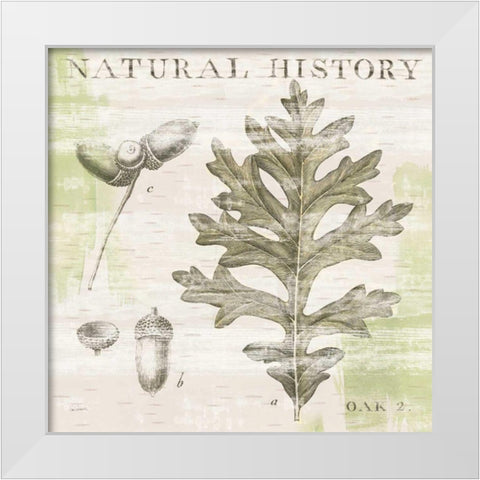 Natural History Oak II White Modern Wood Framed Art Print by Schlabach, Sue