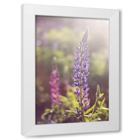 Lupine Flare White Modern Wood Framed Art Print by Gendreau, Katherine