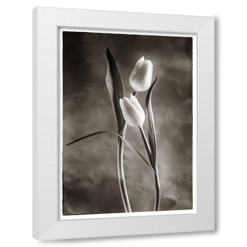 TwoTone Tulips VI White Modern Wood Framed Art Print by Van Swearingen, Debra