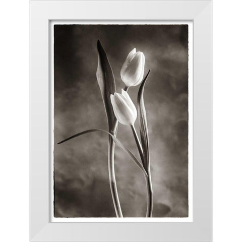 TwoTone Tulips VI White Modern Wood Framed Art Print by Van Swearingen, Debra