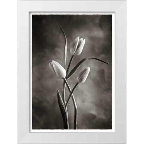 TwoTone Tulips VII White Modern Wood Framed Art Print by Van Swearingen, Debra