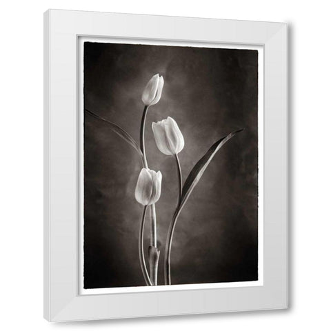 TwoTone Tulips VIII White Modern Wood Framed Art Print by Van Swearingen, Debra