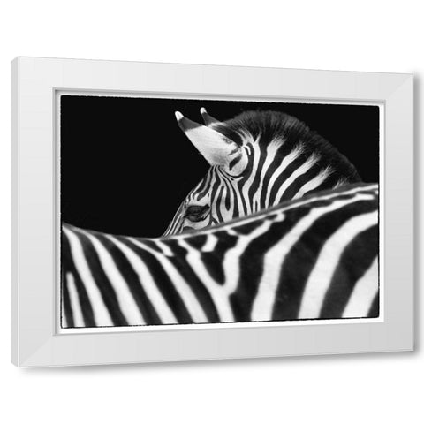 Zebra III White Modern Wood Framed Art Print by Van Swearingen, Debra