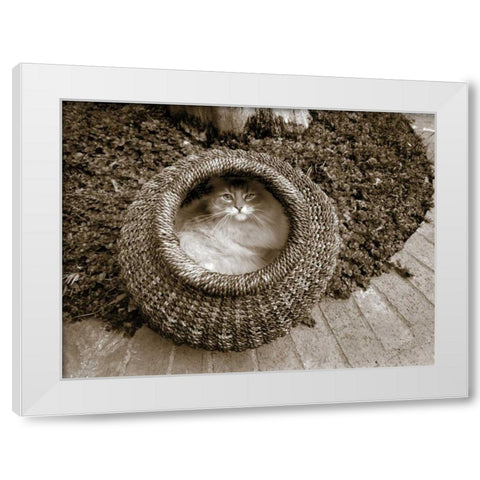 Cat in a Basket White Modern Wood Framed Art Print by Dratfield, Jim