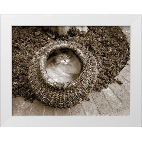 Cat in a Basket White Modern Wood Framed Art Print by Dratfield, Jim