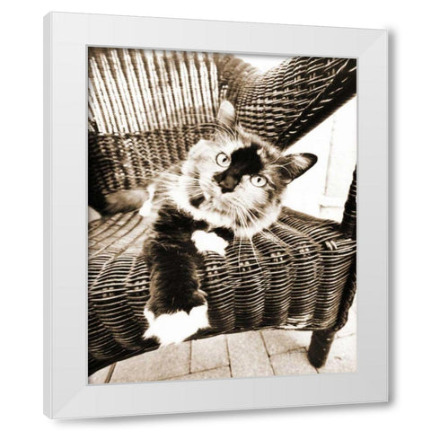 Kitty IV White Modern Wood Framed Art Print by Dratfield, Jim