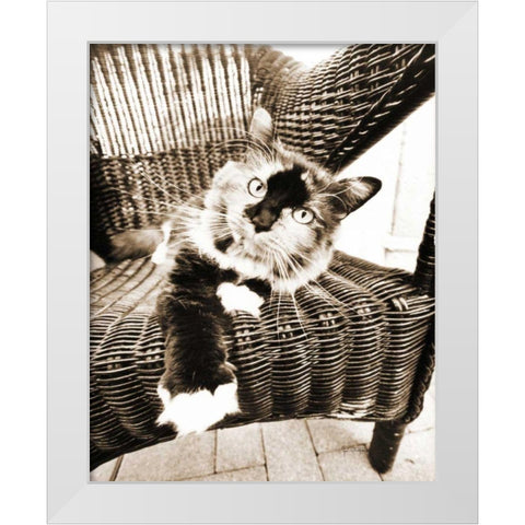 Kitty IV White Modern Wood Framed Art Print by Dratfield, Jim