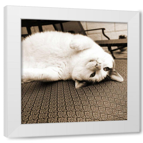 Kitty II Crop White Modern Wood Framed Art Print by Dratfield, Jim
