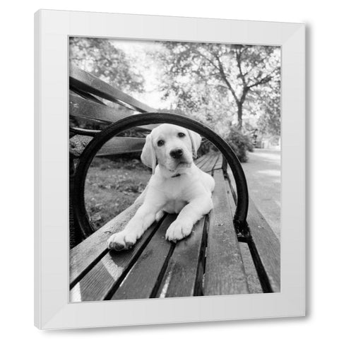Never Doubt That You Can White Modern Wood Framed Art Print by Dratfield, Jim