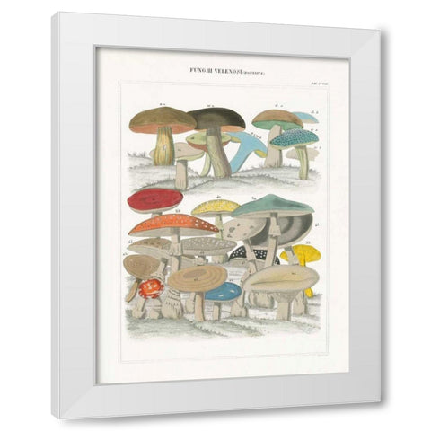 Funghi Italiani II White Modern Wood Framed Art Print by Wild Apple Portfolio