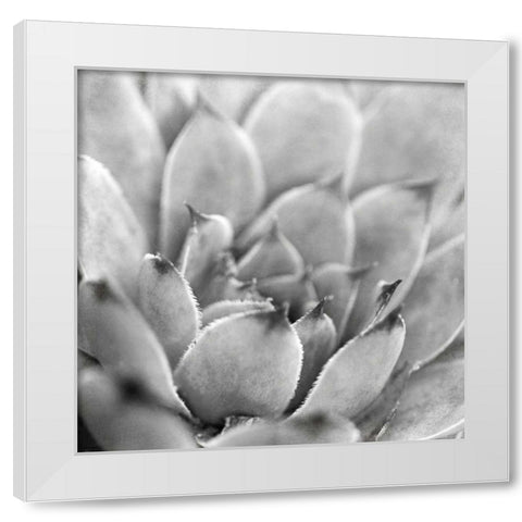 Garden Succulent I White Modern Wood Framed Art Print by Marshall, Laura