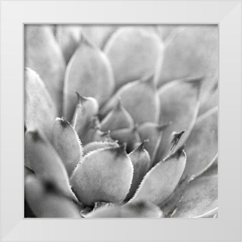 Garden Succulent I White Modern Wood Framed Art Print by Marshall, Laura