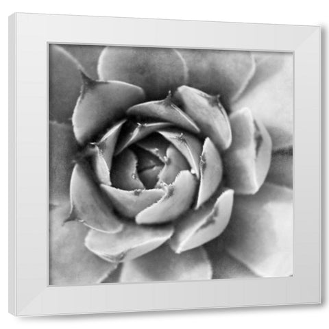 Garden Succulent II White Modern Wood Framed Art Print by Marshall, Laura