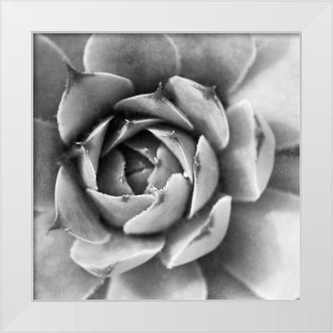 Garden Succulent II White Modern Wood Framed Art Print by Marshall, Laura