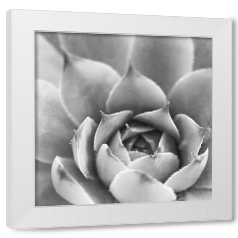 Garden Succulent III White Modern Wood Framed Art Print by Marshall, Laura