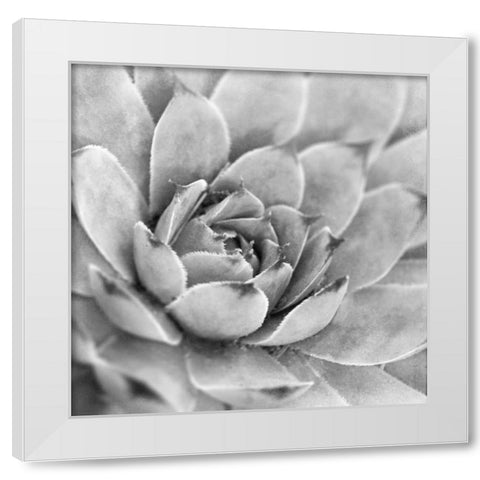 Garden Succulent IV White Modern Wood Framed Art Print by Marshall, Laura