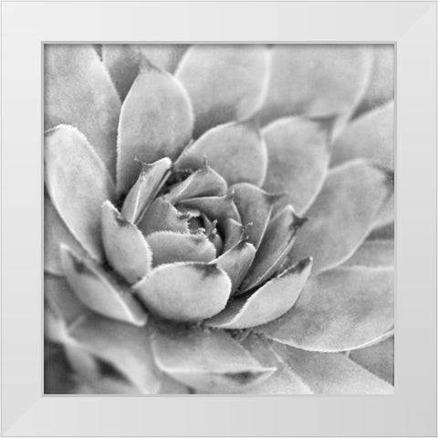 Garden Succulent IV White Modern Wood Framed Art Print by Marshall, Laura