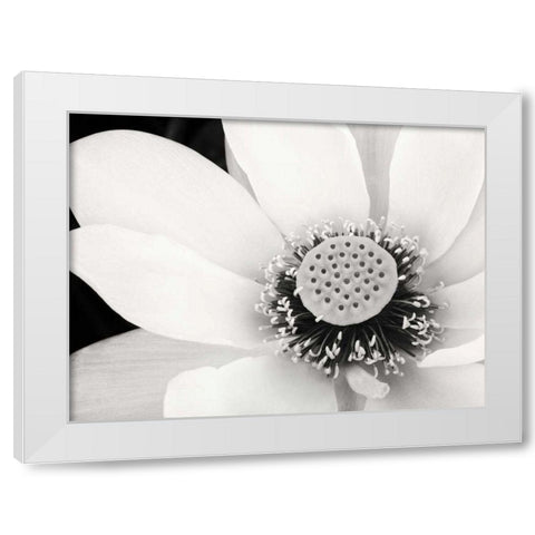 Lotus Flower IV White Modern Wood Framed Art Print by Van Swearingen, Debra