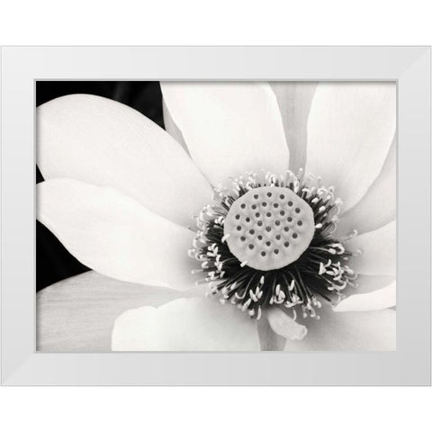 Lotus Flower IV White Modern Wood Framed Art Print by Van Swearingen, Debra