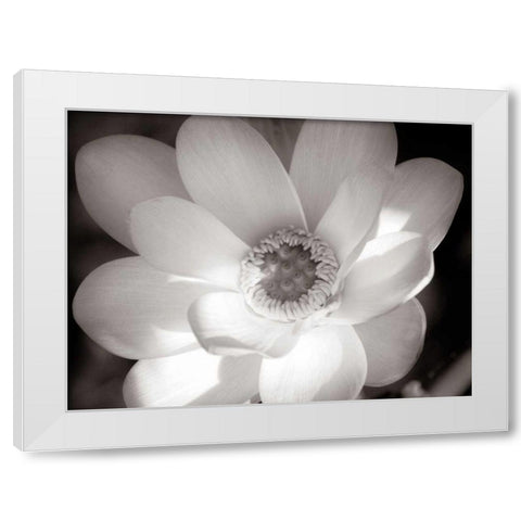Lotus Flower V White Modern Wood Framed Art Print by Van Swearingen, Debra