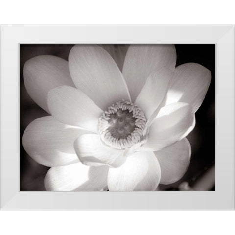 Lotus Flower V White Modern Wood Framed Art Print by Van Swearingen, Debra