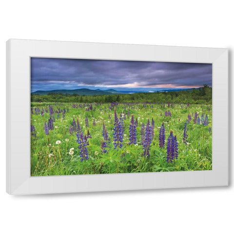 Lupine Sunrise White Modern Wood Framed Art Print by Gendreau, Katherine