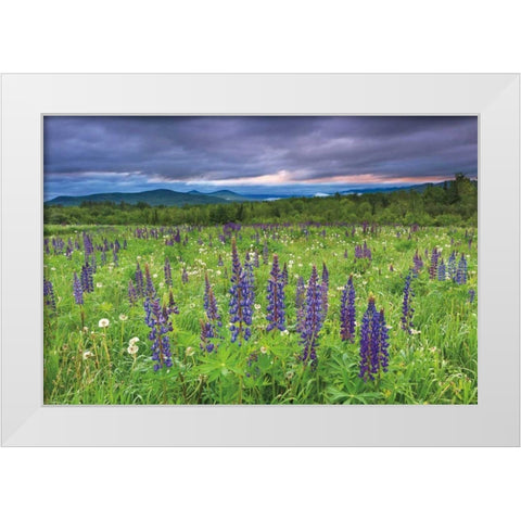 Lupine Sunrise White Modern Wood Framed Art Print by Gendreau, Katherine