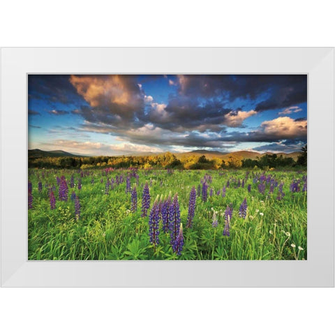 Lupine Sunset White Modern Wood Framed Art Print by Gendreau, Katherine