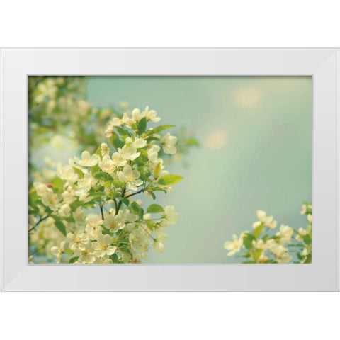 Spring Beauty I White Modern Wood Framed Art Print by Schlabach, Sue