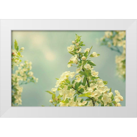 Spring Beauty II White Modern Wood Framed Art Print by Schlabach, Sue