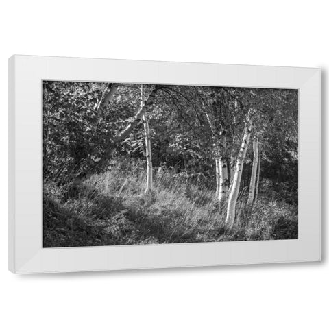 Sunlit Birches II White Modern Wood Framed Art Print by Schlabach, Sue