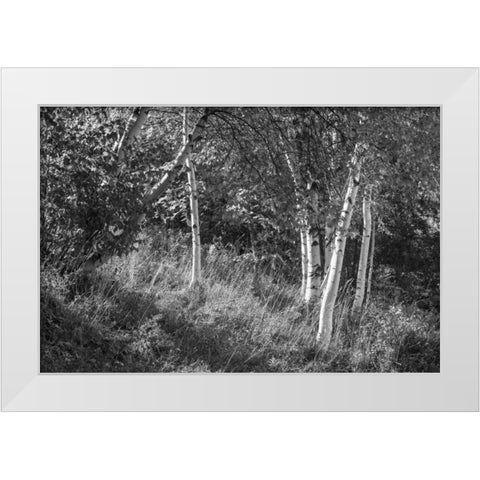 Sunlit Birches II White Modern Wood Framed Art Print by Schlabach, Sue