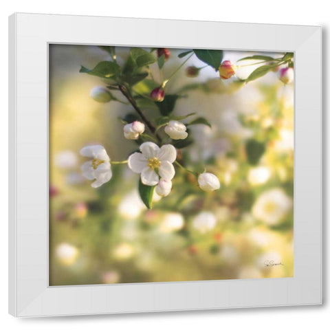 Blush Blossoms I White Modern Wood Framed Art Print by Schlabach, Sue