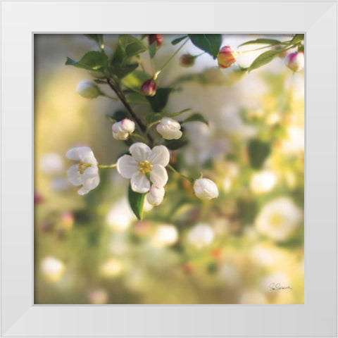 Blush Blossoms I White Modern Wood Framed Art Print by Schlabach, Sue