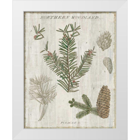 Woodland Chart II White Modern Wood Framed Art Print by Schlabach, Sue