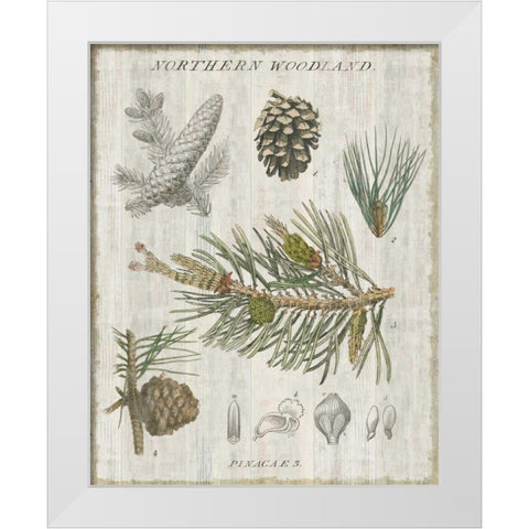 Woodland Chart III White Modern Wood Framed Art Print by Schlabach, Sue