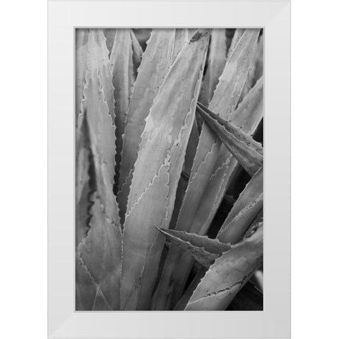 Abstract Agava II White Modern Wood Framed Art Print by Urquhart, Elizabeth