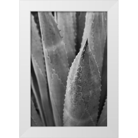 Abstract Agava III White Modern Wood Framed Art Print by Urquhart, Elizabeth