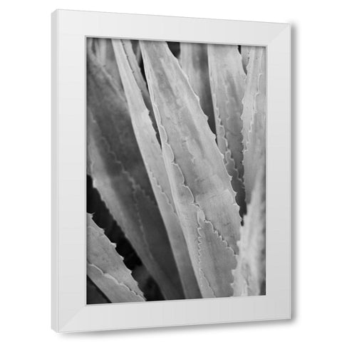 Abstract Agava IV White Modern Wood Framed Art Print by Urquhart, Elizabeth