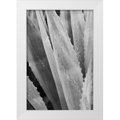 Abstract Agava IV White Modern Wood Framed Art Print by Urquhart, Elizabeth