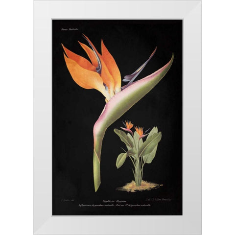 Strelitzia Reginoe on Black White Modern Wood Framed Art Print by Wild Apple Portfolio