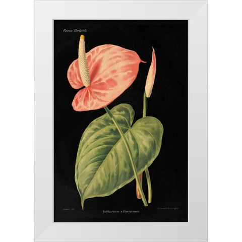 Anthurium Ferrierense on Black White Modern Wood Framed Art Print by Wild Apple Portfolio