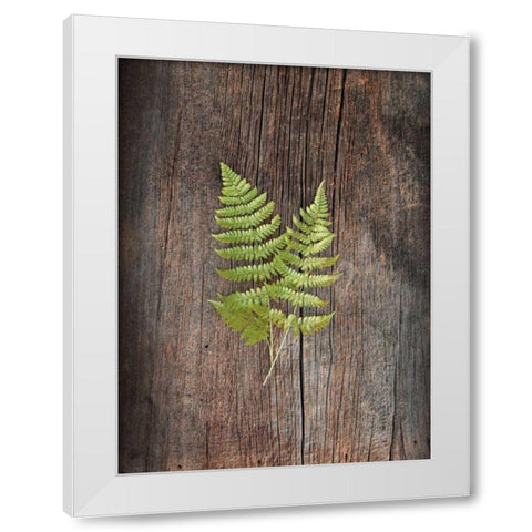Woodland Fern II White Modern Wood Framed Art Print by Schlabach, Sue