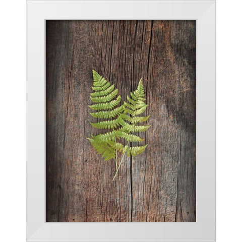 Woodland Fern II White Modern Wood Framed Art Print by Schlabach, Sue
