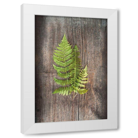 Woodland Fern III White Modern Wood Framed Art Print by Schlabach, Sue